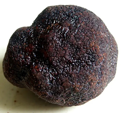 truffe noire du perigord